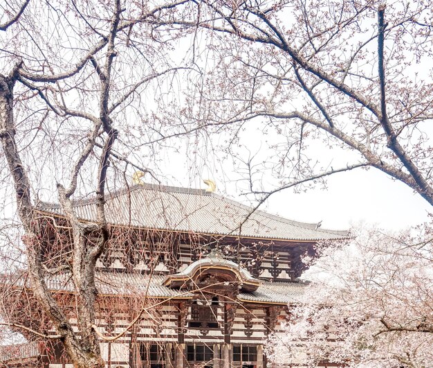 大きな屋根の大きな建物と、手前にピンク色の花が咲く大きな木。