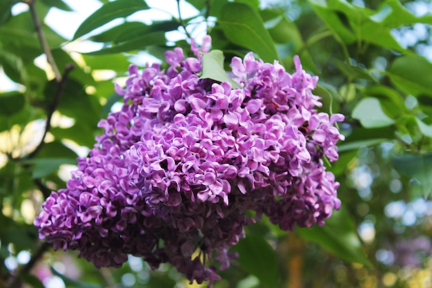 A large bunch of affectionate beautiful purple lilac against the background of leaves is caressed by the rays of the sun