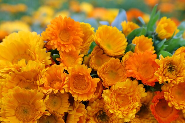 Large bunch of calendula in field