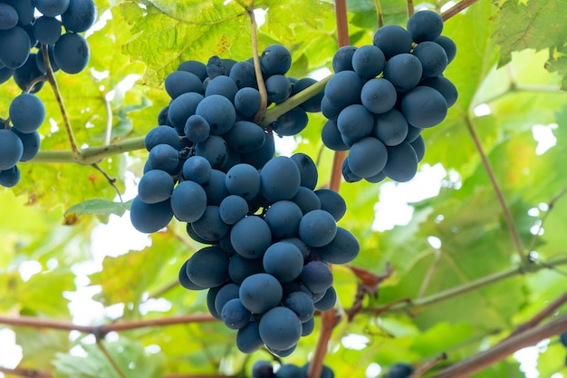 Large bunch of grapes Aladasturi hang from a vine, Close Up of red wine grapes