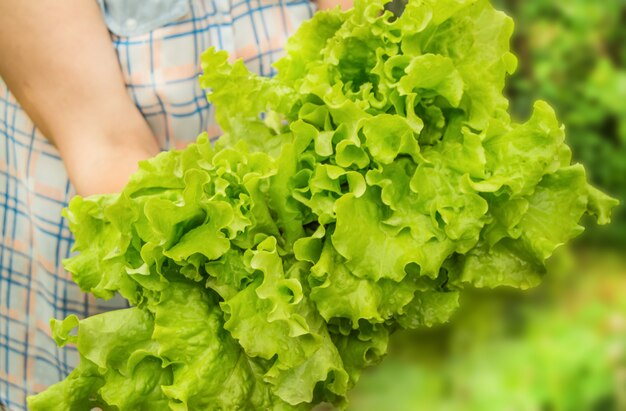 A large bunch of lettuce leaves in the hands of a female farmer, focus on the leaves, selective focus,