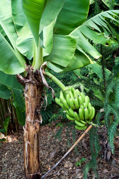 Large bunches of canary bananas