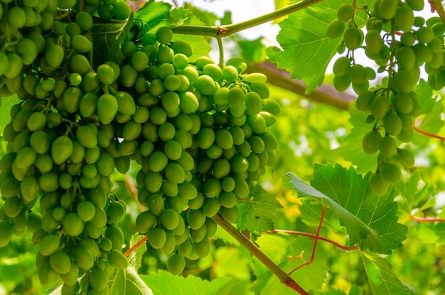 Large bunches of green grapes.