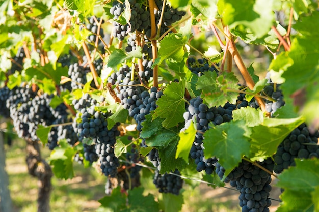 Large bunches of red wine grapes in vineyard