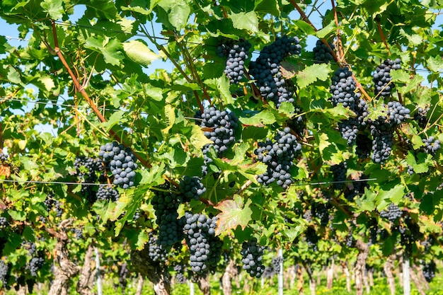 Large bunches of red wine grapes in vineyard