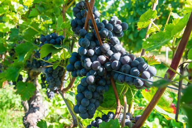 Large bunches of red wine grapes in vineyard