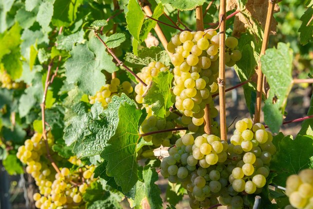 Large bunches of red wine grapes in vineyard