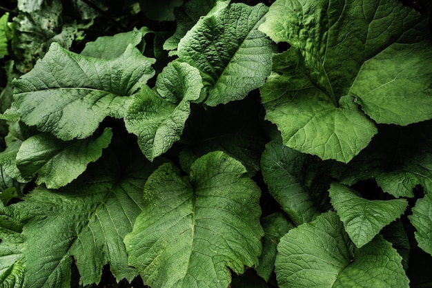 Large burdock leaves in the forest close up