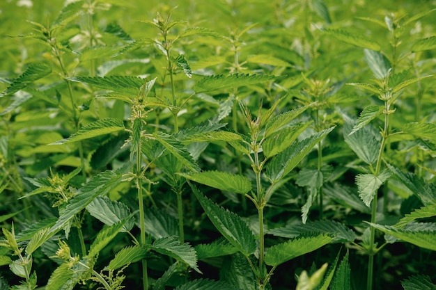 街の外の森にある大きな燃える植物イラクサたくさんの緑のとげのある草高品質