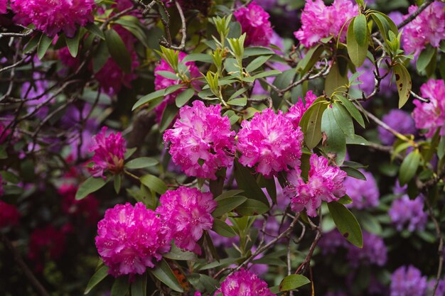 Large bush blooming rhododendron in the botanical garden Lots of pink and purple