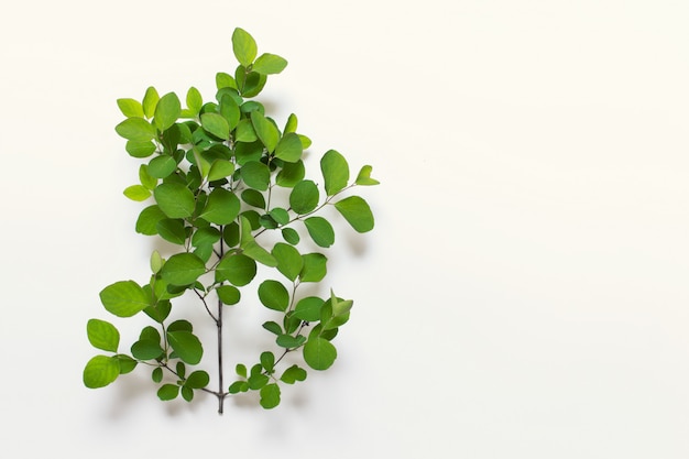 Large bush branch with many round leaves on white