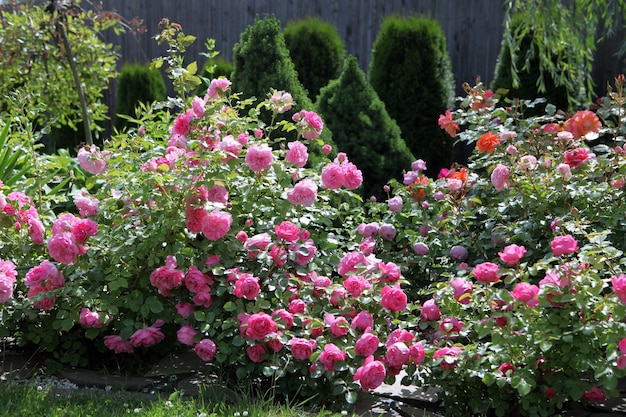 A large bush of garden roses in the park.