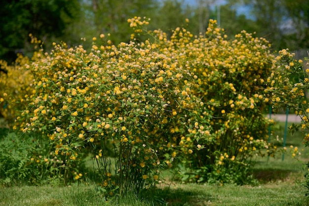 春の日に庭で黄色い花をかせているケリア・ジャポニカの大きな茂み
