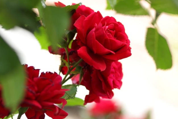 Large bush of red roses on a background of nature The concept of love passion and romance Closeup of blooming roses outdoors