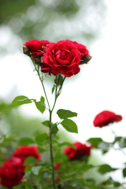 Large bush of red roses on a background of nature The concept of love passion and romance Closeup of blooming roses outdoors