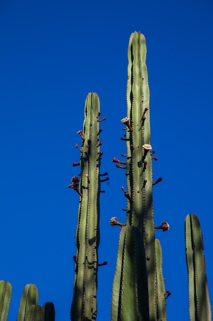 large cacti against a blue sky