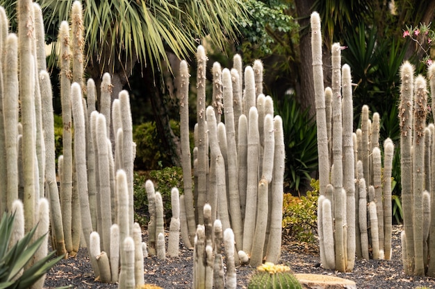 Foto grandi cactus sull'isola di tenerife isole canarie