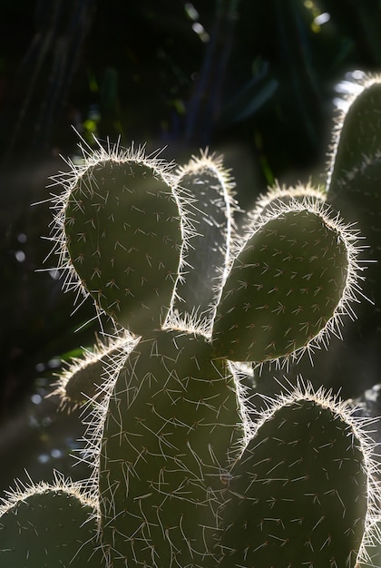 Large cactus with morning light