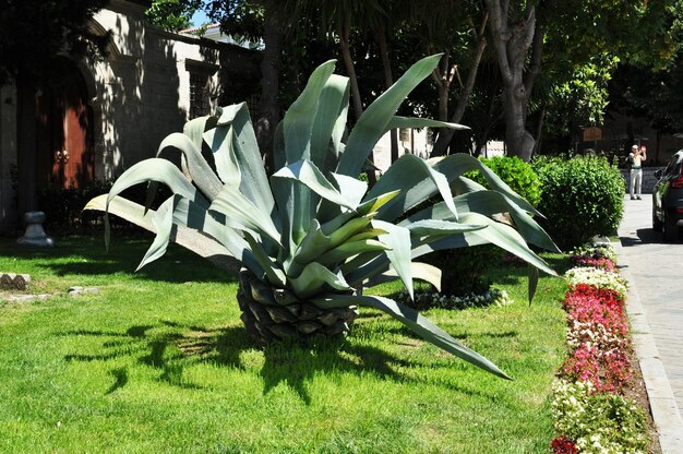 Grande cactus con foglie verdi taglienti. cactus su un prato verde in un parco cittadino. estate, sfondo.