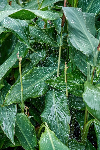 Large canna leaves growing on high plant stems in public garden during watering