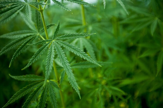 Large cannabis leaves on the Bush