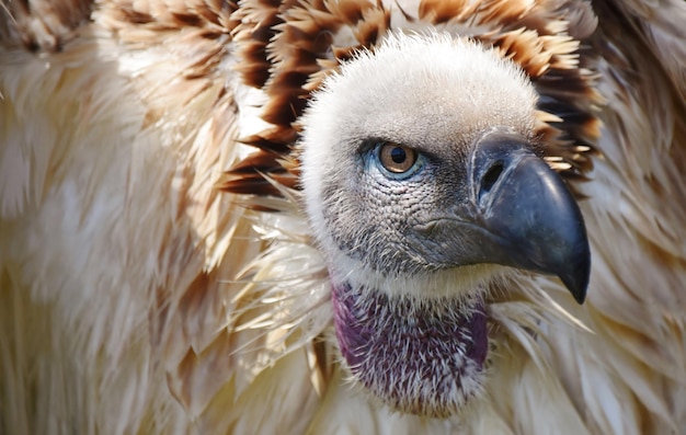 Large Cape vulture