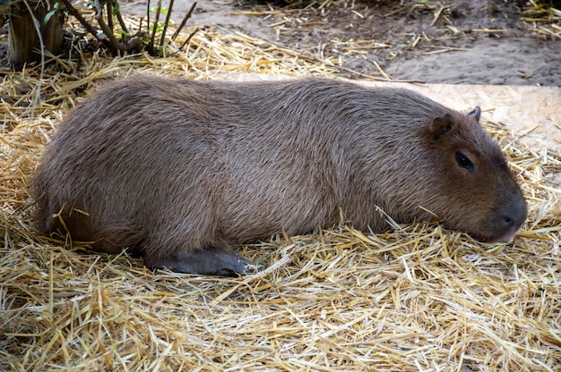 干し草の束の上に横たわる大きなカピバラ