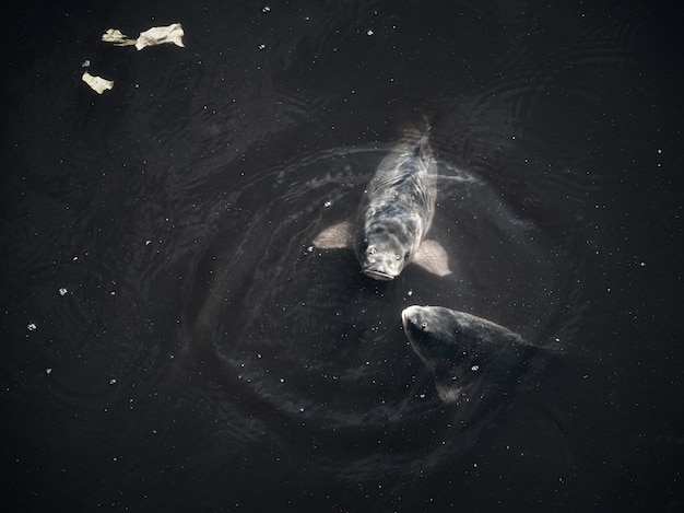 Large carp are peeking out of the dark water