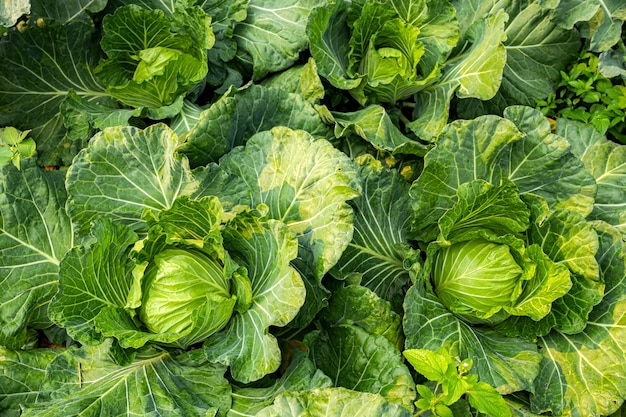 Large cauliflower in the garden