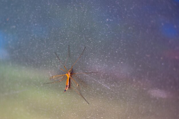 A large centipede mosquito sits on the surface of the glass