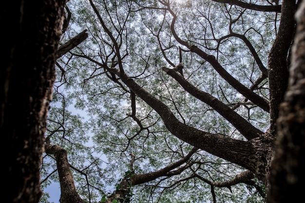 Large Chamchuri tree