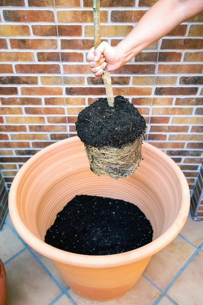 Photo large circular planter with black soil at the bottom and a person's arm holding a small tree that is inserted into the planter.