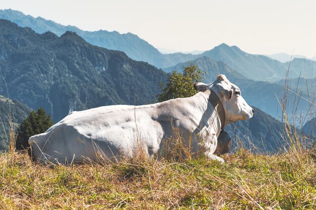 A large clear cow in the mountains in northern Italy