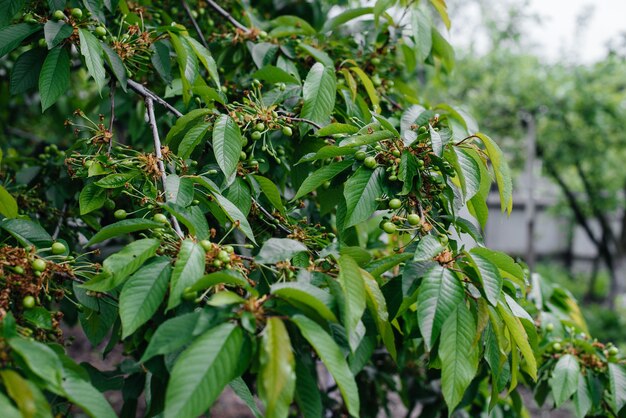 Large clusters of green cherries close-up on a tree in the garden. Harvest of delicious cherries.