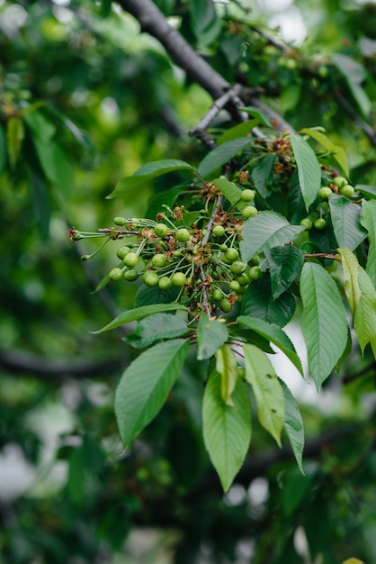 Large clusters of green cherries close-up on a tree in the garden. Harvest of delicious cherries.