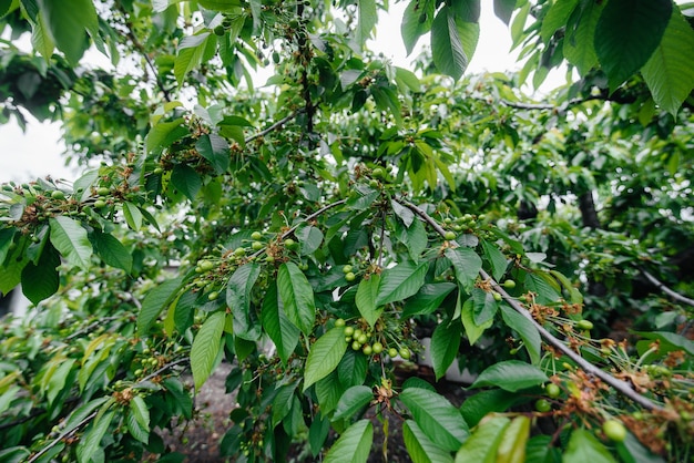 Large clusters of green cherries close-up on a tree in the garden. Harvest of delicious cherries.