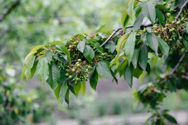 Large clusters of green cherries close-up on a tree in the garden