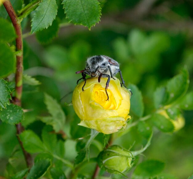 A large cockchafer Melolontha sits on a yellow rose flower on a Sunny morning