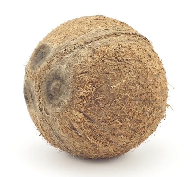 고립 된 큰 코코넛