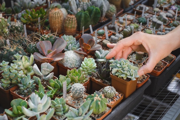 写真 店舗で屋内植物を購入する