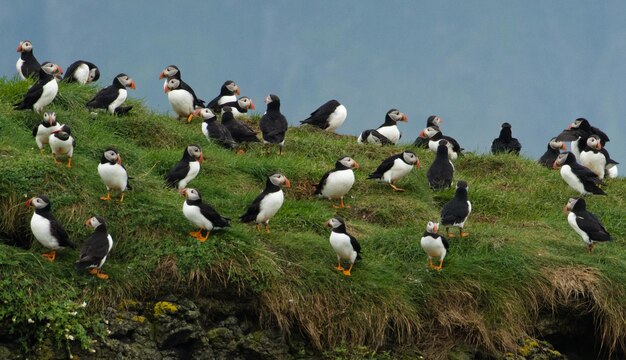 Foto una grande colonia di pappagalli sull'isola di canna nelle ebridi scozzesi