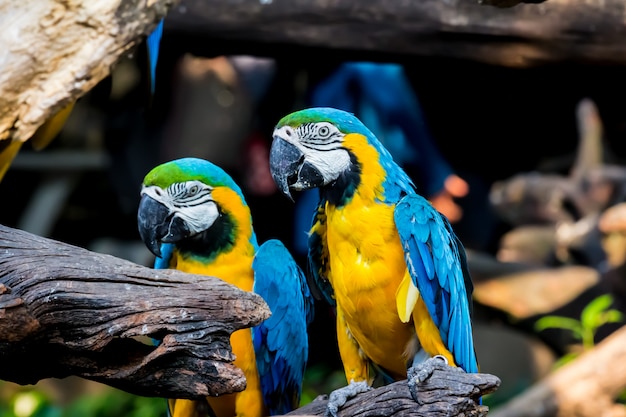 大きくてカラフルなコンゴウインコのオウム