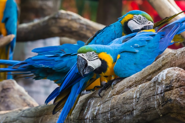 Large and colorful macaw parrot