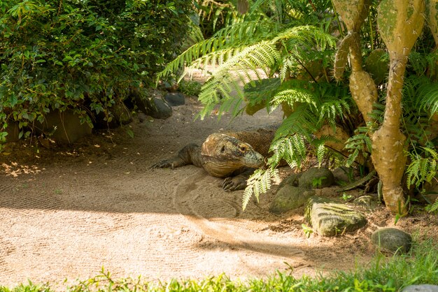 Large comodo dragon