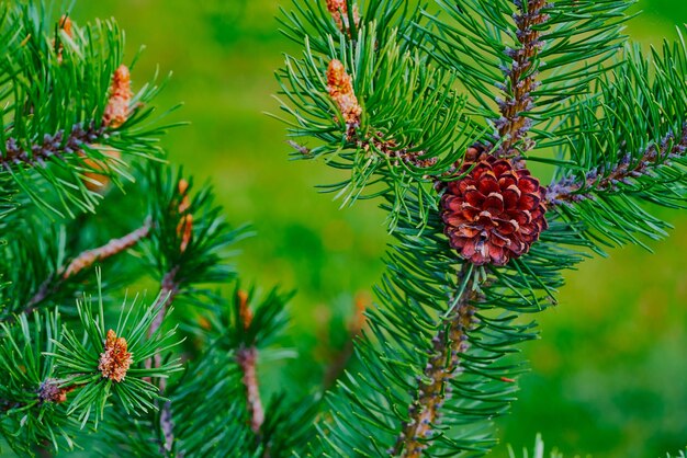 Large coniferous branch with green needles and with one pine bumps in the foreground