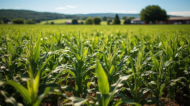 Large corn field landscape agriculture sky green field agricultural corn fields Generative AI