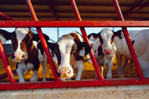 Large cowshed with milky cows on the farm