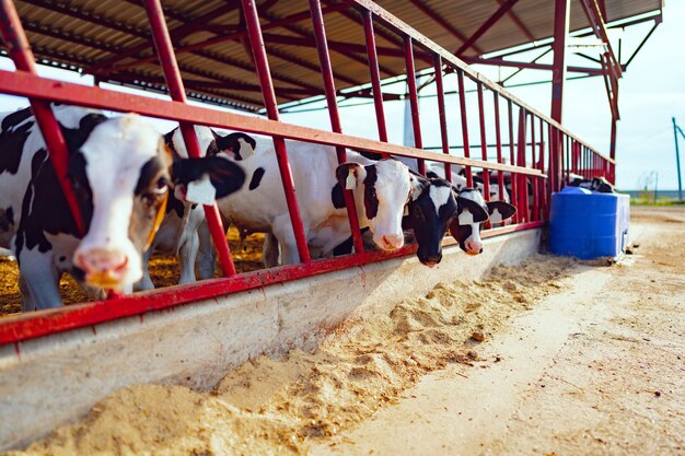 Large cowshed with milky cows on the farm