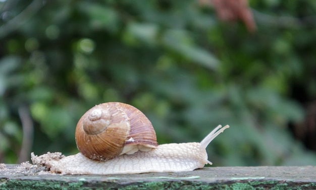 Large crawling garden snail with a striped shell. A large white mollusc with a brown striped shell. Summer day in the garden. Burgundy, Roman snail with blurred background. Helix promatia.