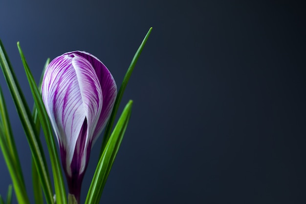 Large crocus Crocus sativus C. vernus flowers with purple streaks on a black background. for postcards, greetings for Birthday, Mother's Day, Valentine's Day. Close-up.